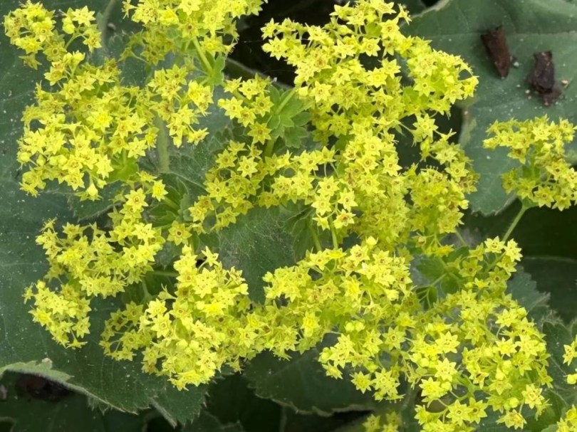 Lágyszőrű palástfű, Alchemilla mollis, virág